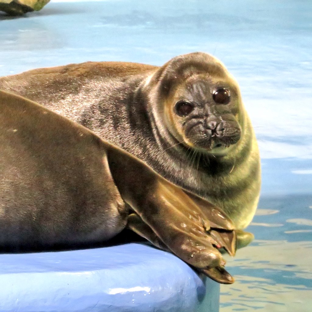 昨日の朝の乾キール #バイカルアザラシ #鳥羽水族館
