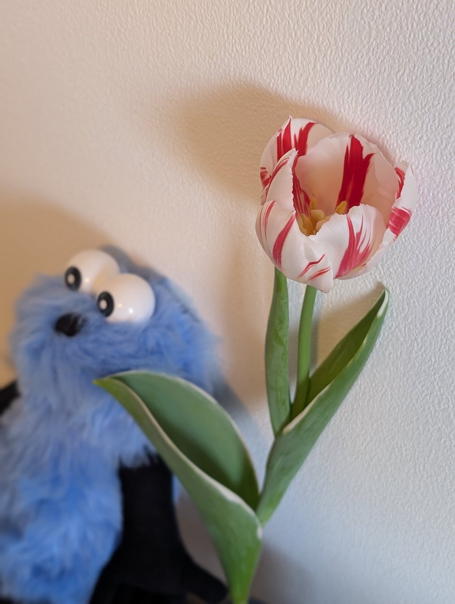 vegetable_than's tweet photo. 咲いた咲いたチューリップの花が🌷🌷
#チューリップ
#スンスン https://t.co/c8KSr5be1C