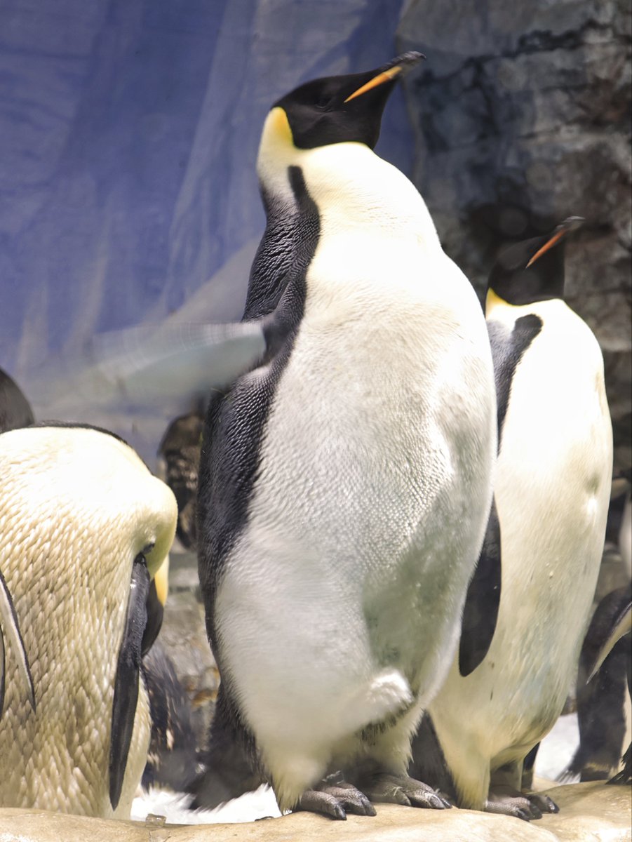名古屋港水族館 エンペラーペンギン 005番くん(左)／008番くん(中