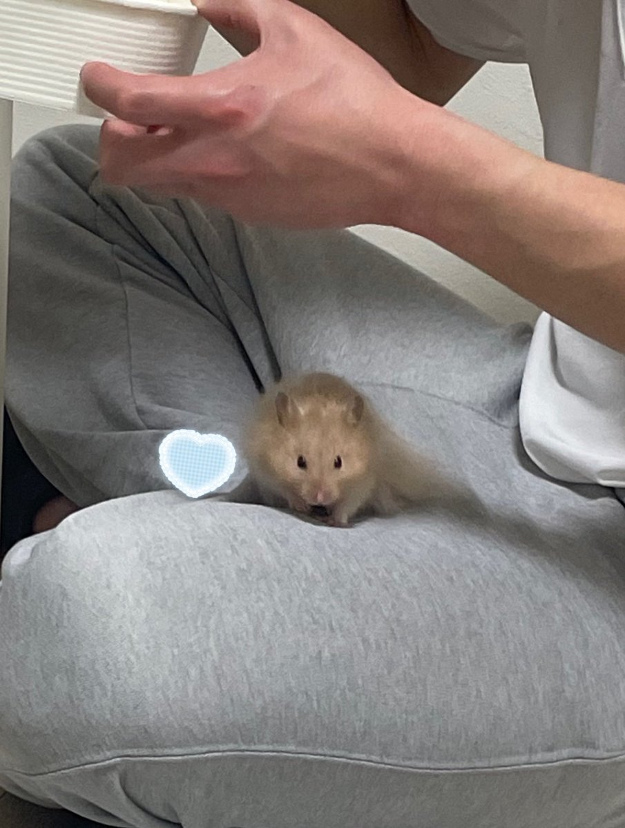 昨日の色んな角度からご飯偵察はむ(笑)

ロコちゃんにはくれなかった…  }🐹泣

飼い主の時は見に来てくれない… }👩🏻泣

#ハムスター #ハムスター好きと繋がりたい