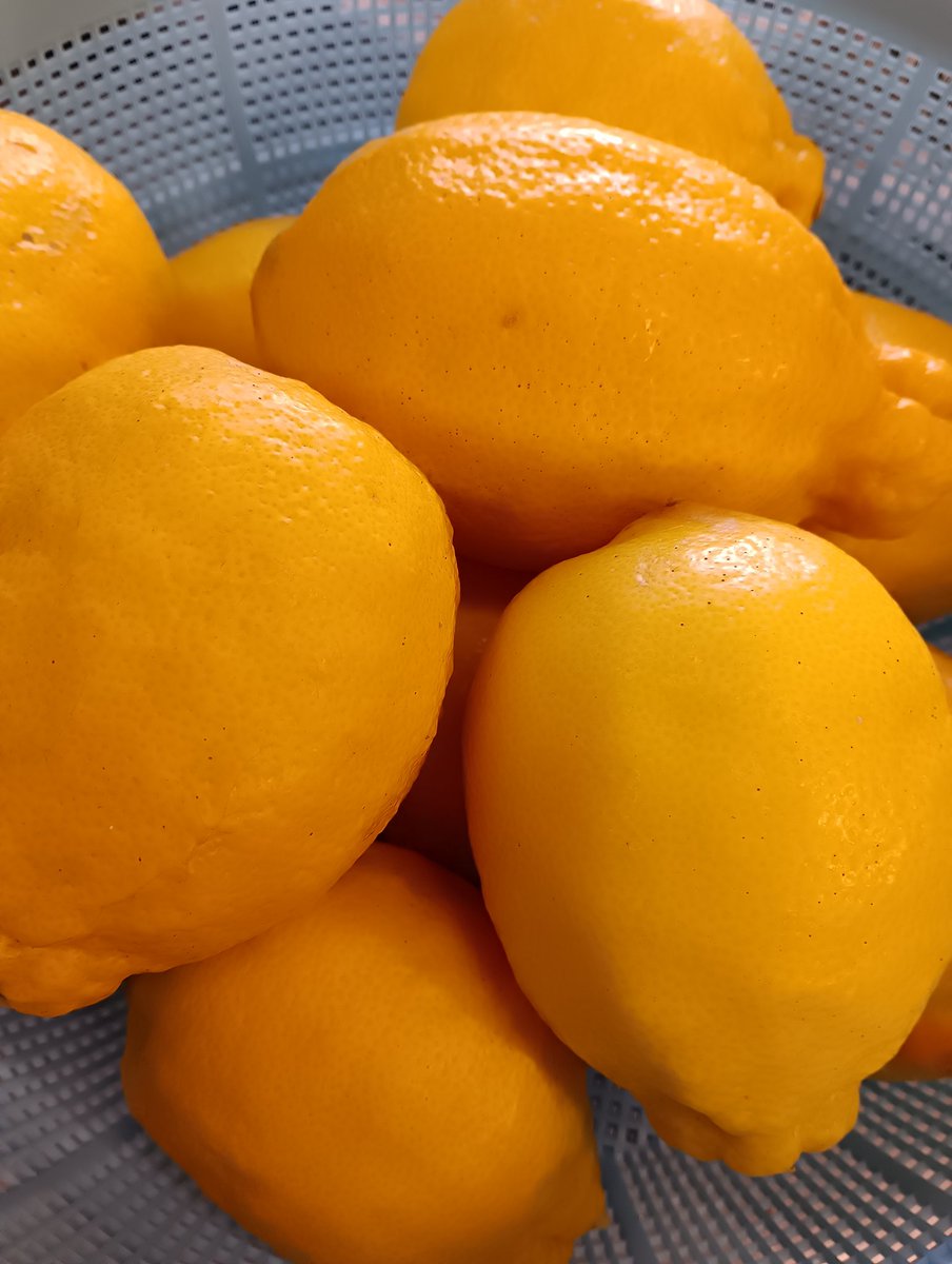 manposo's tweet photo. レモンの季節になりました🍋
立派な果肉✨今年もレモンゼリーに😄🎵

ジャムはもうしばらくお待ちください🙇⤵️

#志賀島 #満帆荘 #志賀島ランチ #志賀島グルメ #志賀島ドライブ https://t.co/7FTzC65Y5w