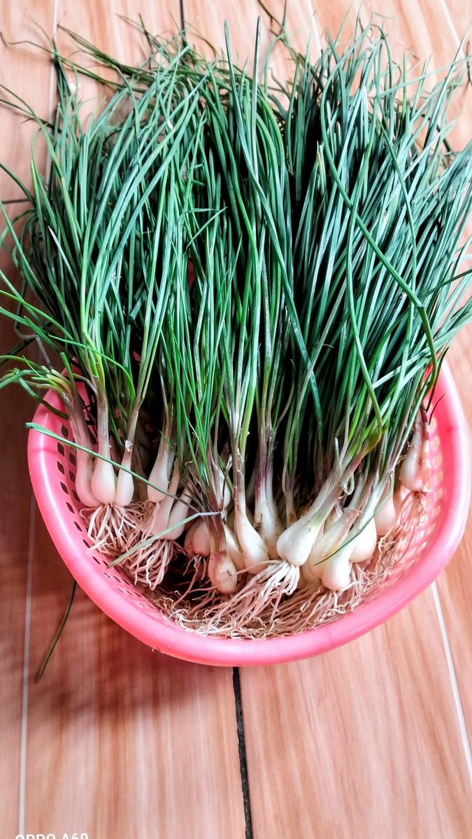 Budidaya Bawang kucai atau daun kucai 

-Pengolahan lahan

Gemburkan lahan dengan cangkul atau bajak. Karena tanaman kucai menyukai pH sekitar 6—6,8, apabila terlalu asam maka perlu dilakukan pengapuran. Untuk satu hektare lahan, dibutuhkan sekitar 1.200 kg kapur pertanian.

Jika