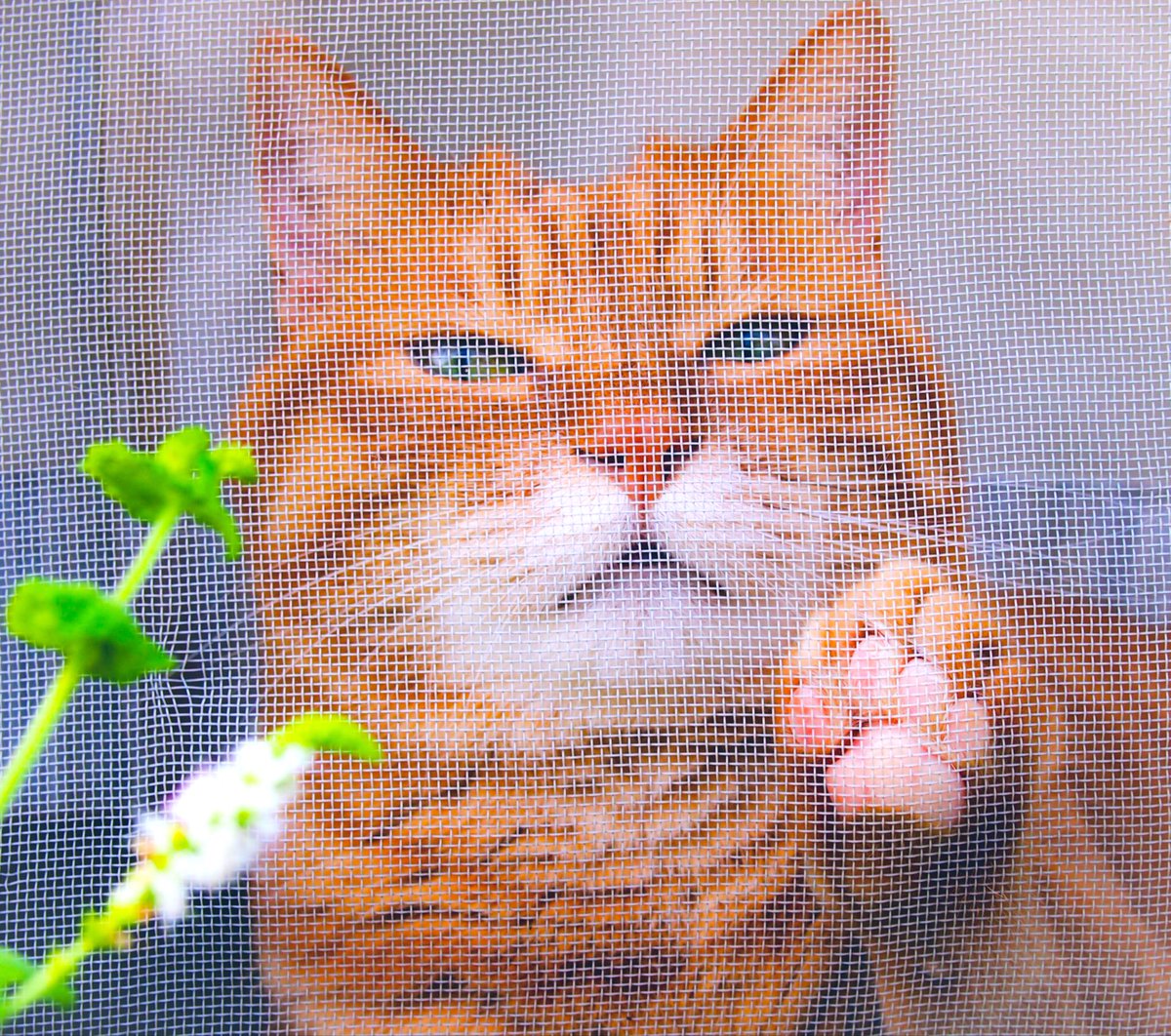 青金石の名前の通り陽があたると所々が金色にキラキラ✨ ラピスラズリ