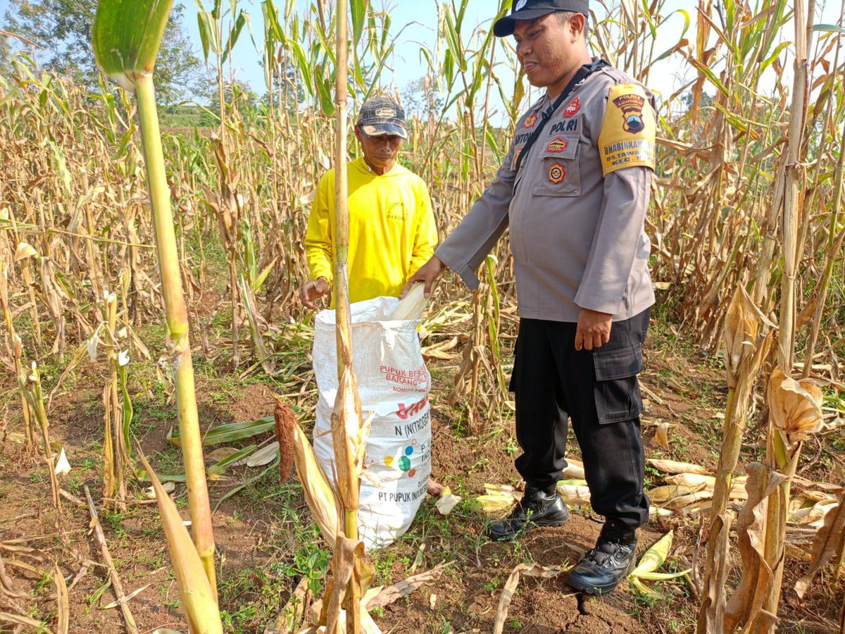 KerjoPolres's tweet photo. Panen jagung bersama warga

#SWASEMBADAPANGAN
#KETAHANANPANGAN
#POLDAJATENG
#POLRESKARANGANYAR
#POLSEKJATEN
#KABUPATENKARANGANYAR
#JAWATENGAH https://t.co/9IxwfOV6qL