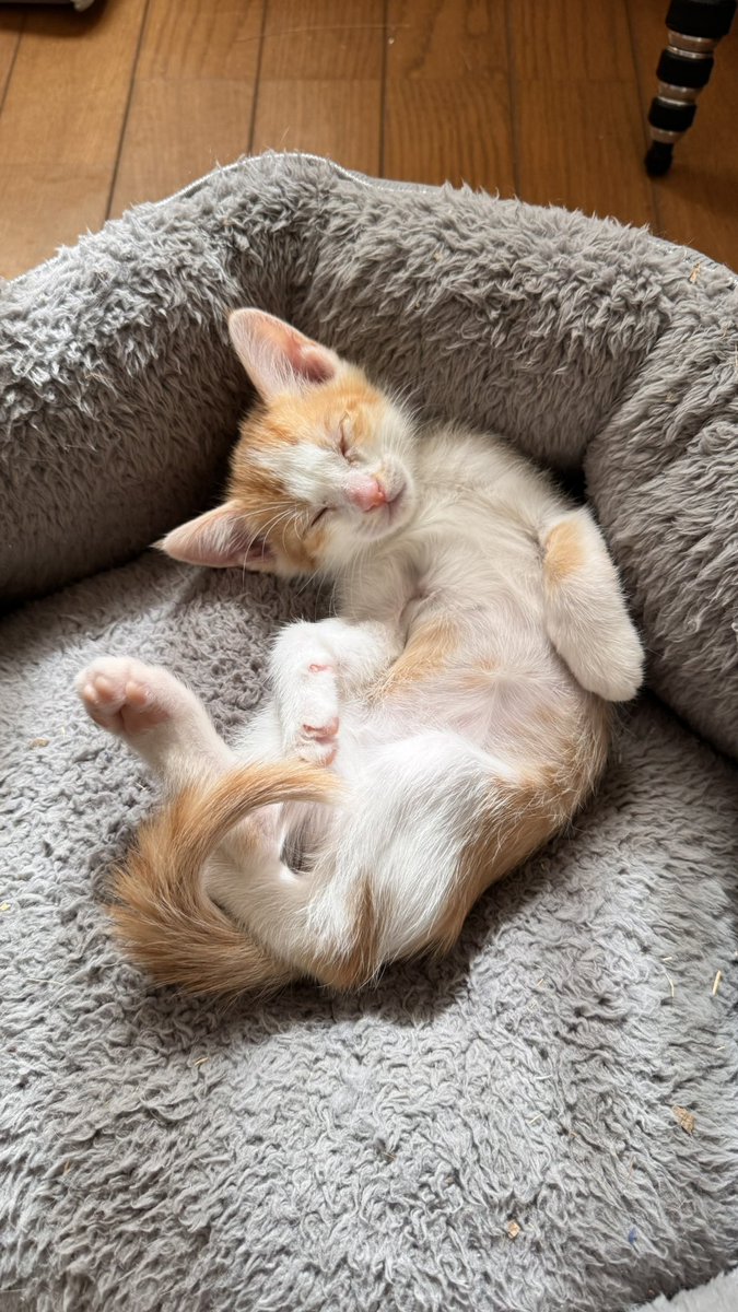 猫を送り出す側は、容赦ない猫ルッキズムの洗礼を受ける。20年も一緒に暮らす以上、人気の柄がはっきりとあるからだ。アバンギャルドすぎる柄も逆に強烈な魅力に変換される。結果、中途半端な柄が残される。月代はこんなにも可愛いのに、誰も選んではくれない。