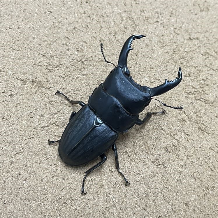 becky (@becky_insect) / Posts / X