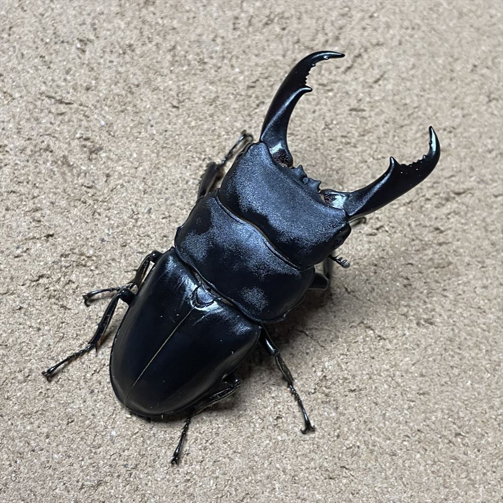 becky (@becky_insect) / Posts / X