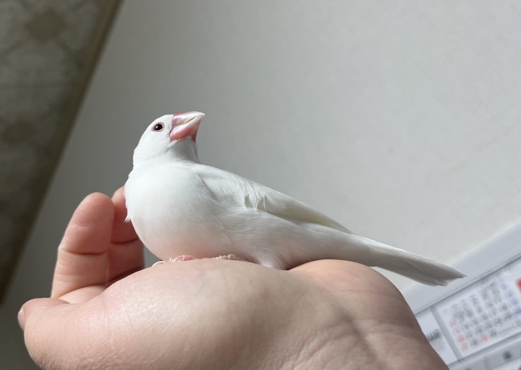 シロちゃん うちのシロちゃん