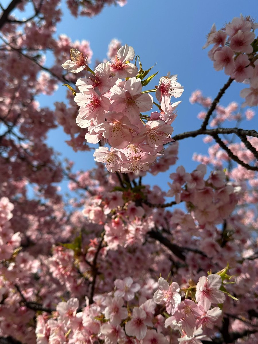 ちぇいふぁー|Chafer tweet media