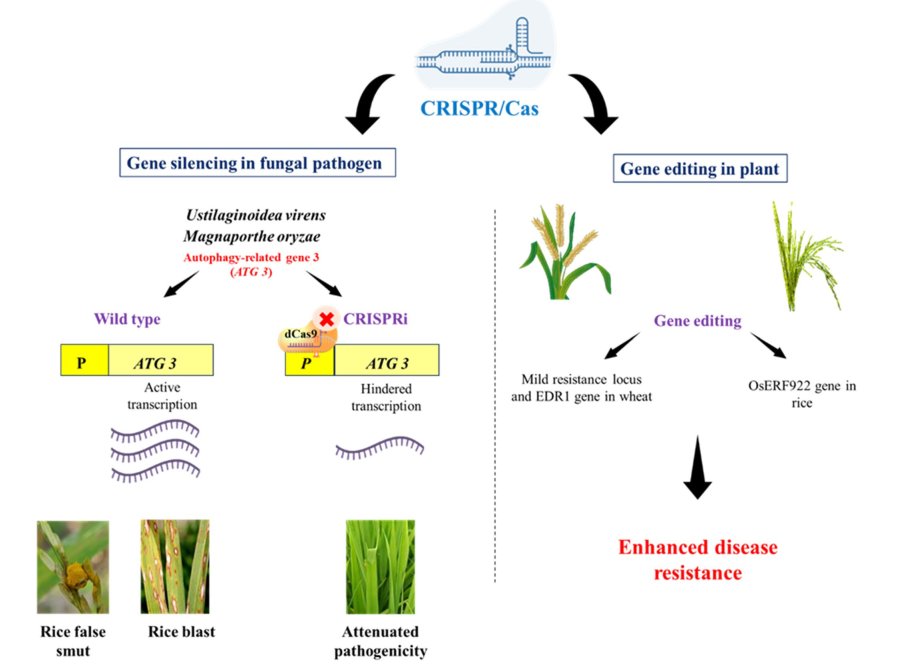Fungi are the future of industrial biotech! 🍄 A new review explores how CRISPR revolutionizing fungal engineering to boost the production of metabolites, pathogen detection and food security.
Read article link: rdcu.be/e5cww
#FoodSecurity #BioInnovation #CRISPR #Fungi