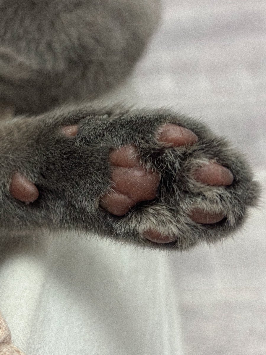 Max_Enigma_400's tweet photo. Paw 🐾 
#cat #paw #animals https://t.co/wr26y78tdn