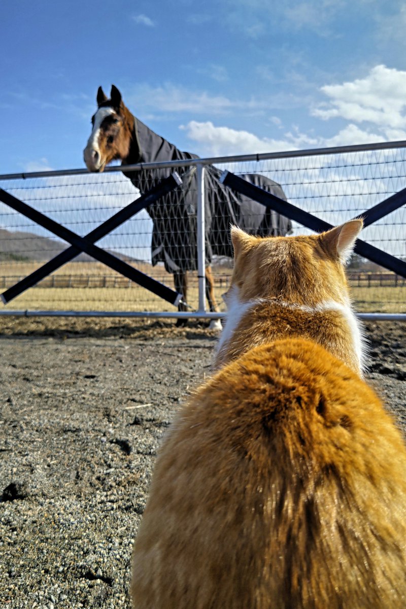 miterudake83's tweet photo. オヤツを狙うドトウとそれを見守るメトさんの図

#ノーザンレイク
#メイショウドトウ https://t.co/OZ9psSRicx
