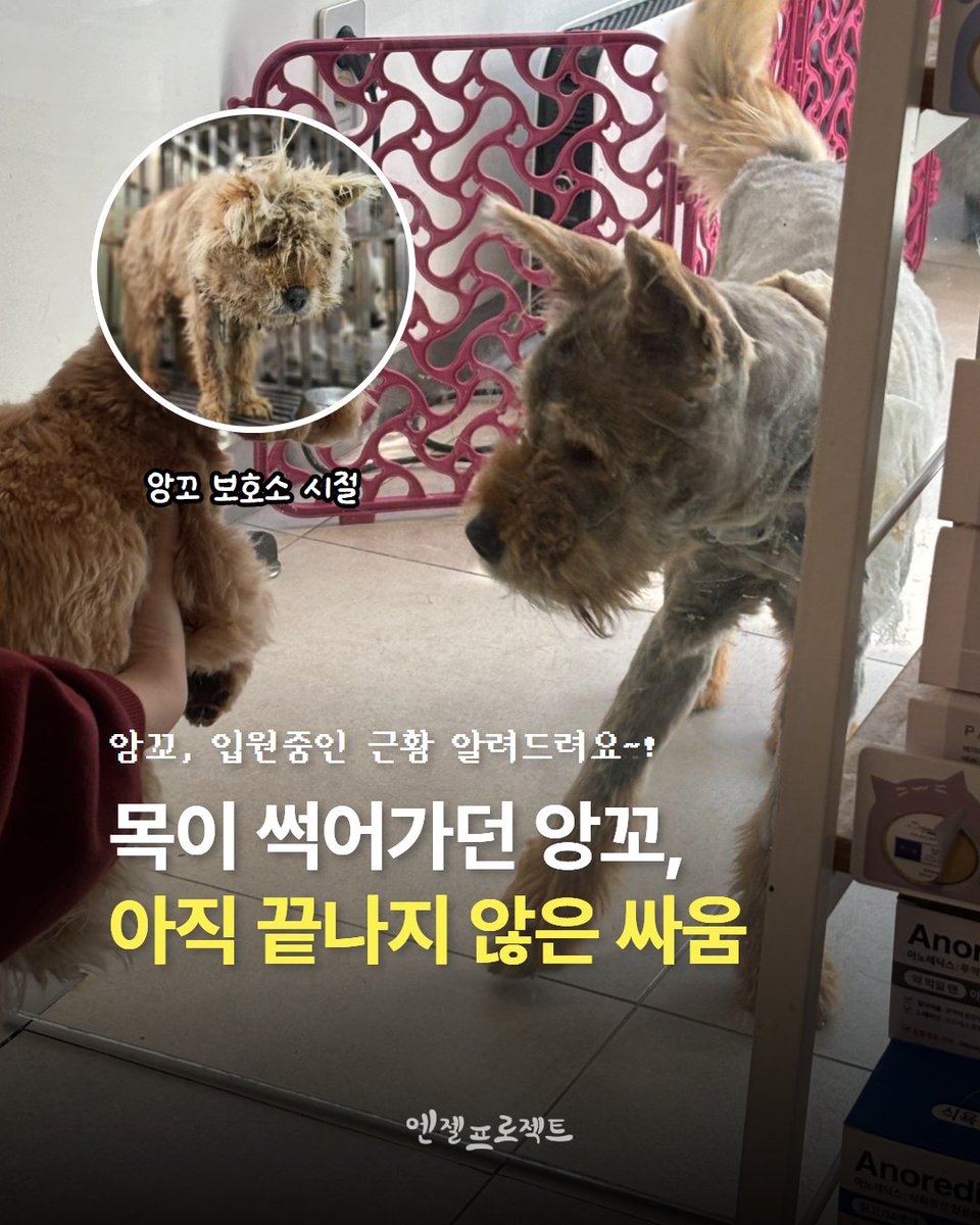 파주시 보호소 목줄 괴사견, 앙꼬를 기억하시나요?

2월 9일 파주시 보호소에 입소해 있던 앙꼬를 구조했습니다. 목줄이 살을 파고들어 괴사가 진행된 상태였고, 얼굴까지 심하게 부어 있는 채로 보호소에서 버티고 있었습니다. 구조 직후 곧바로 병원으로 이동했습니다.

상처 부위를 바로 봉합할