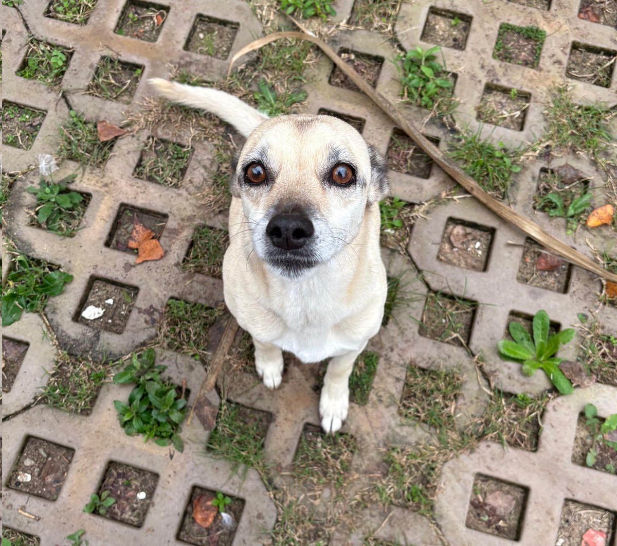 Así me mira Lady desde el día que la rescaté hace 12 años. ¿Cómo no amarla?