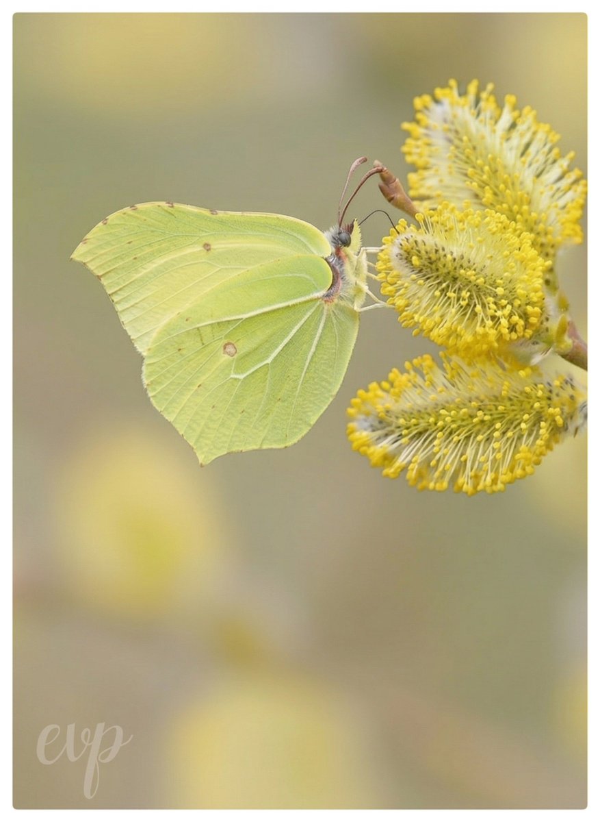Nollie70's tweet photo. #goldenyellow is de kleur vandaag bij #kleurindenatuur https://t.co/p8a18m2lPA