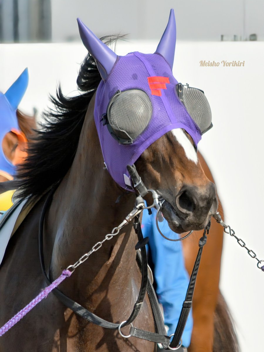 しろうま厩舎 (@shiroumakyusya) / Posts / X