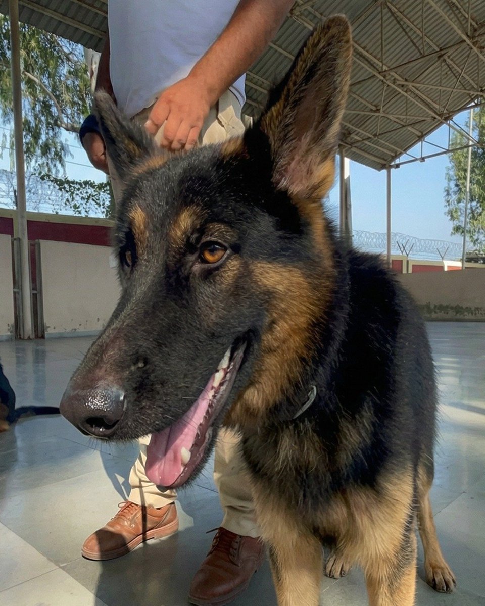 thebharatpost_'s tweet photo. Officials credited Tyson’s bravery as a key factor in swiftly neutralising the threat and recovering weapons and ammunition from the encounter site.
#kishtwarencounter #ARMY #Dog https://t.co/Wr3L0lWtWq