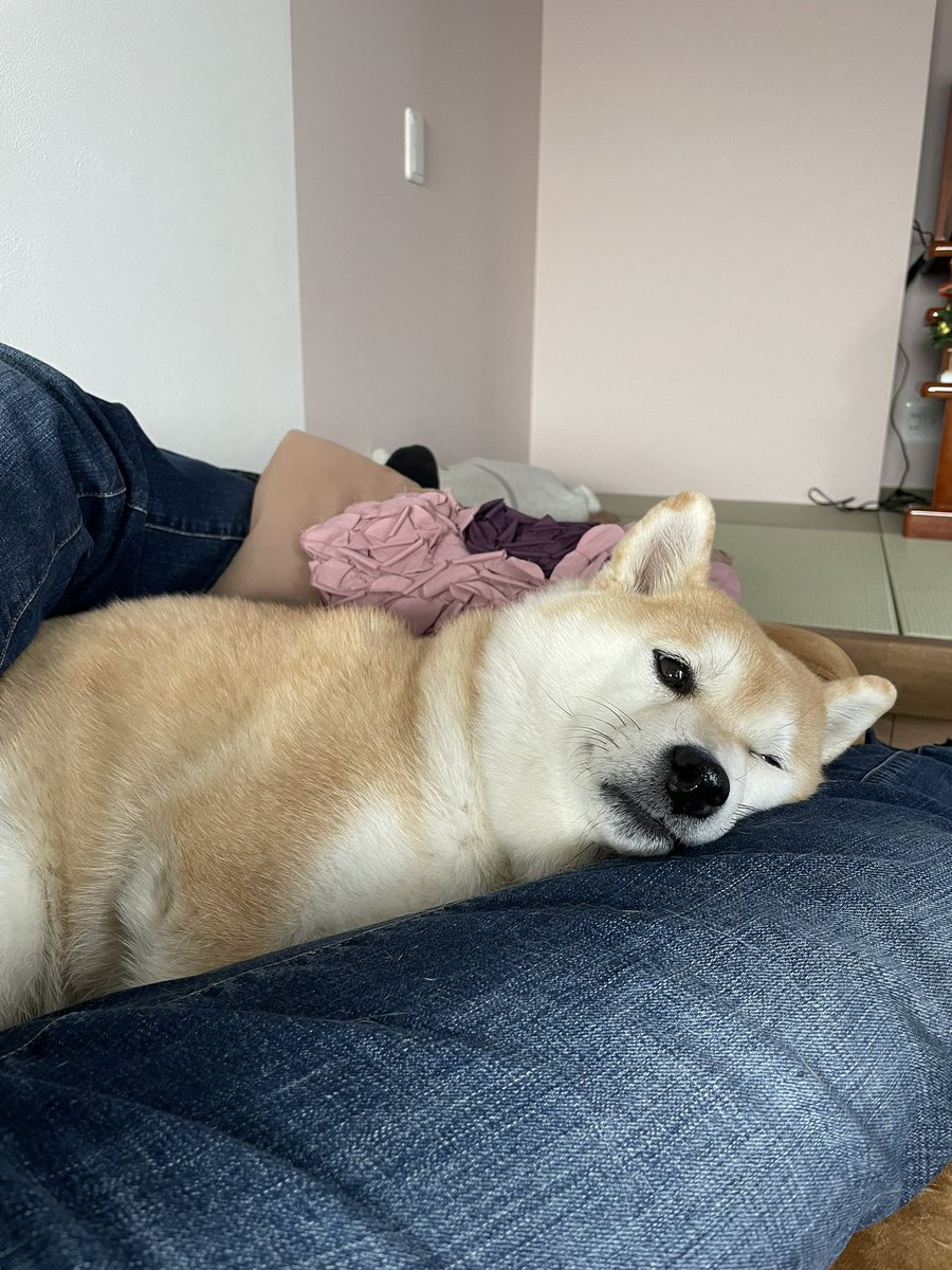 今日も暖かいですね
眠くてあくびが出ちゃう🥱🐶

とーちゃんの足の間
いつもの場所

#柴犬 #柴犬くるみ #柴犬のいるくらし