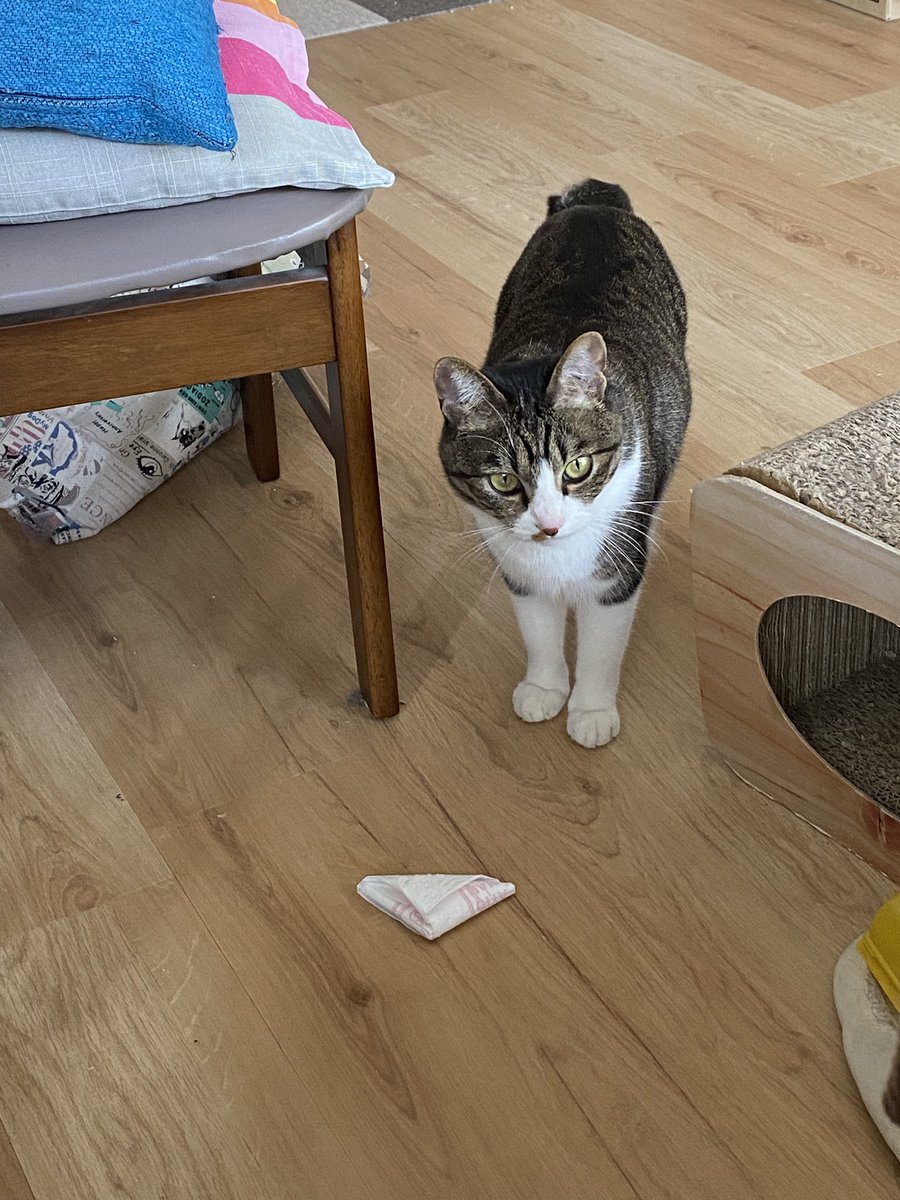 Toraemon222's tweet photo. 投げてくれなきゃイタズラするにゃん
#姫様 #猫のいる暮らし #ねこ https://t.co/7VUwEFnxBs