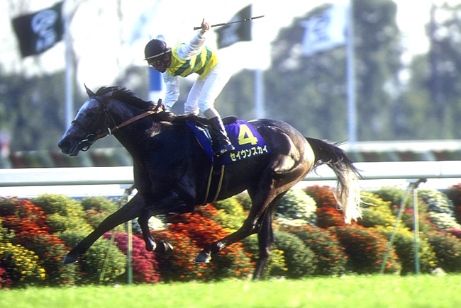 セイウンスカイの菊花賞制覇 現地にいて馬券は持ってないの直線を