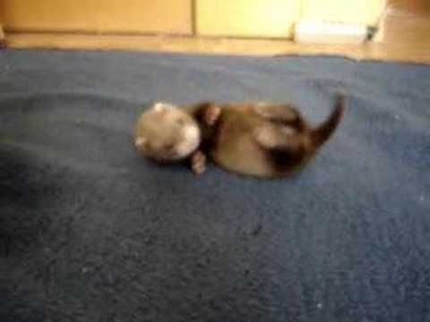 Ferret Every Hour (@ferretperhour) on Twitter photo 
