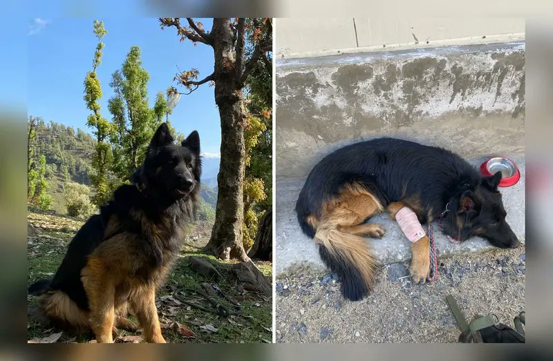 TheSatishDua's tweet photo. Not wearing a helmet or bulletproof jacket, an Army dog Tyson, with Special Forces soldiers, charged ahead in an encounter with terrorists in Kishtwar. He took a bullet in his leg but helped eliminate three JEM terrorists. He is stable now.

A General Salute to K9 Soldier.
🫡 🇮🇳 https://t.co/J7b7DWezog