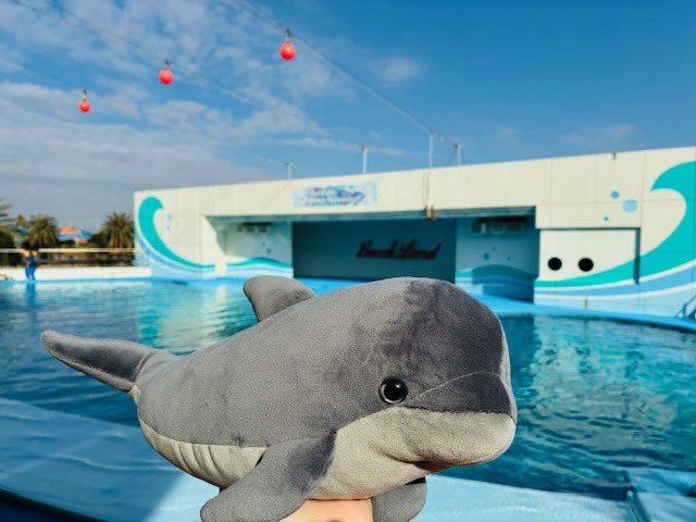 プリンぬいぐるみ好評販売中🐬👑 丸い吻先が愛らしいイルカのプリンを