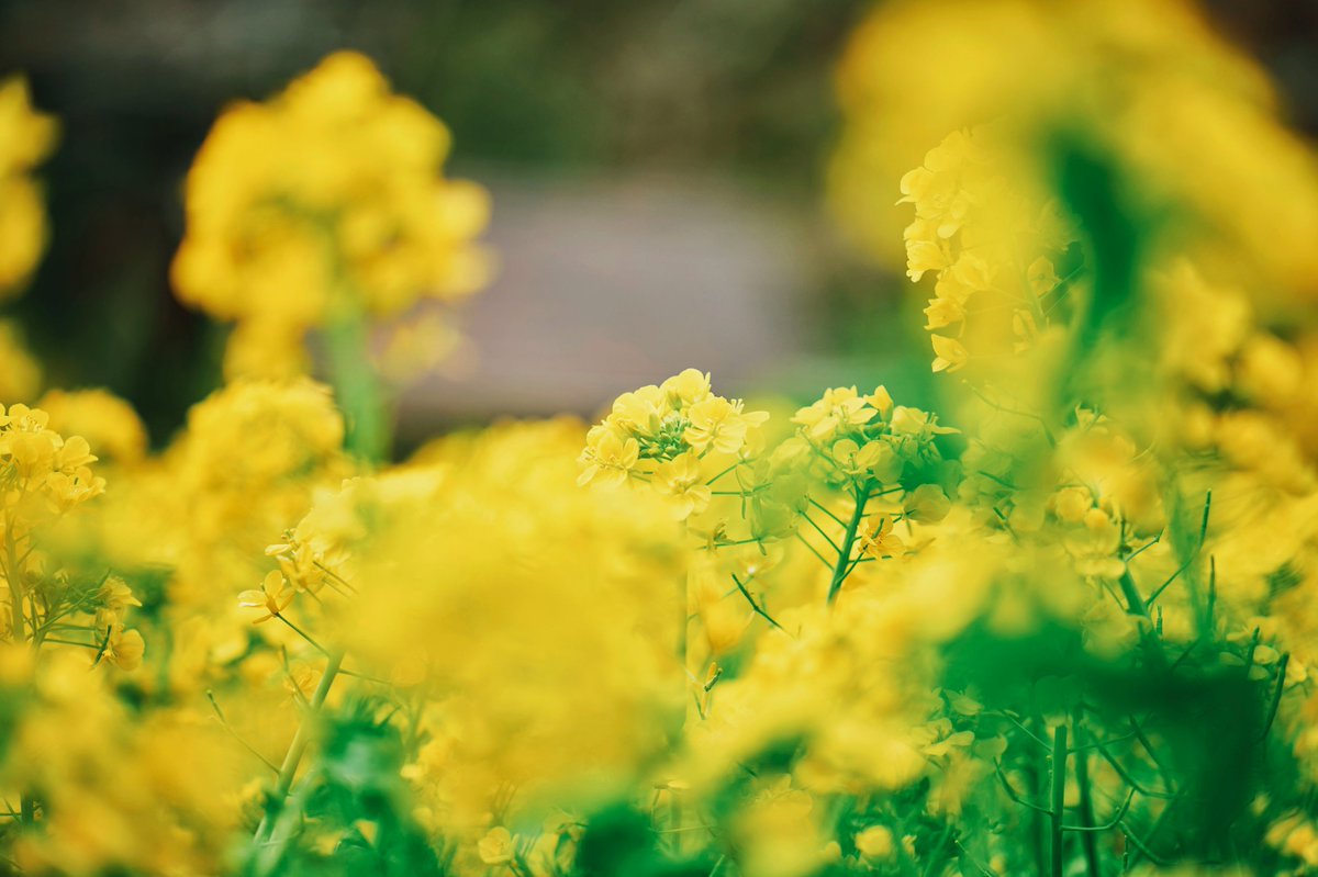 神戸布引ハーブ園/ロープウェイ【公式】 tweet media