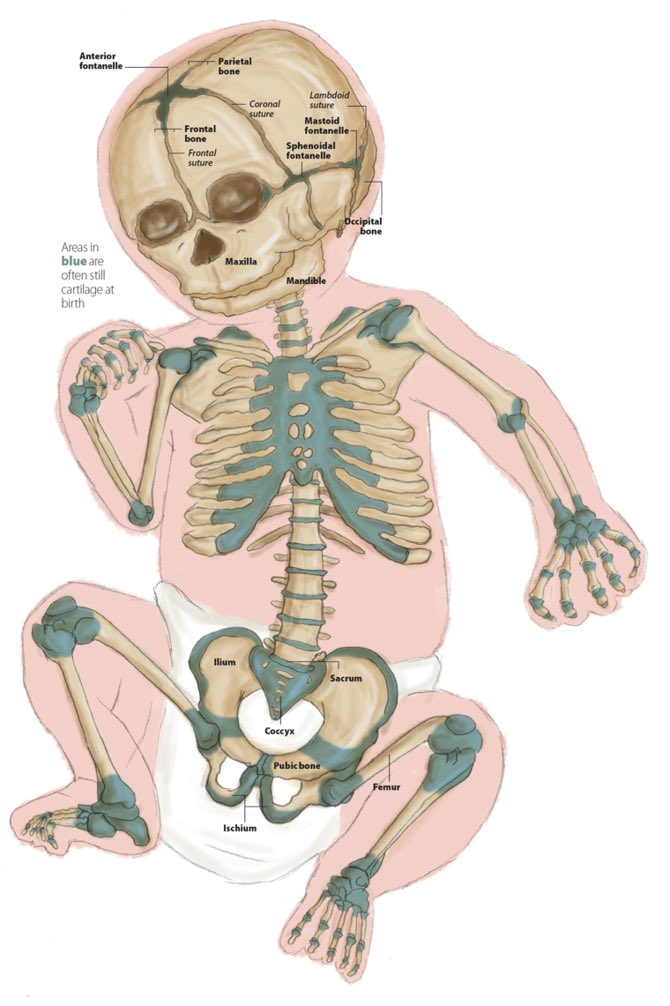TAHUKAH KAMU

Saat lahir, bayi memiliki sekitar 300 tulang. 

Seiring pertumbuhan, banyak dari tulang-tulang ini (seperti di tengkorak dan tulang belakang) akan menyatu menjadi satu.

Hasil akhirnya? 

Orang dewasa hanya memiliki 206 tulang. Jadi, secara teknis, kamu "kehilangan"