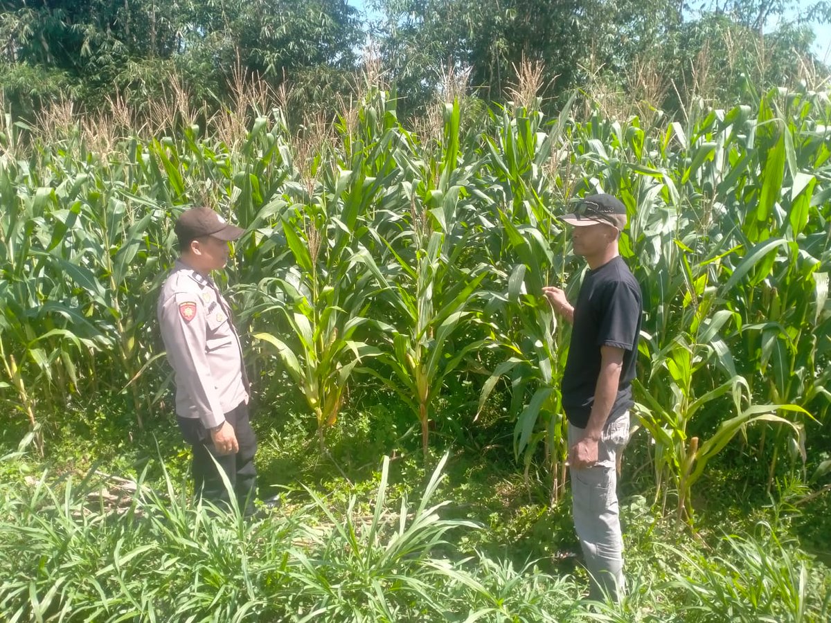 KerjoPolres's tweet photo. Cek Tanaman 🌽 Jagung 
#SWASEMBADAPANGAN
#KETAHANANPANGAN
#POLDAJATENG
#POLRESKARANGANYAR
#POLSEKKERJO
#KABUPATENKARANGANYAR
#JAWATENGAH https://t.co/rKJfVKyieO
