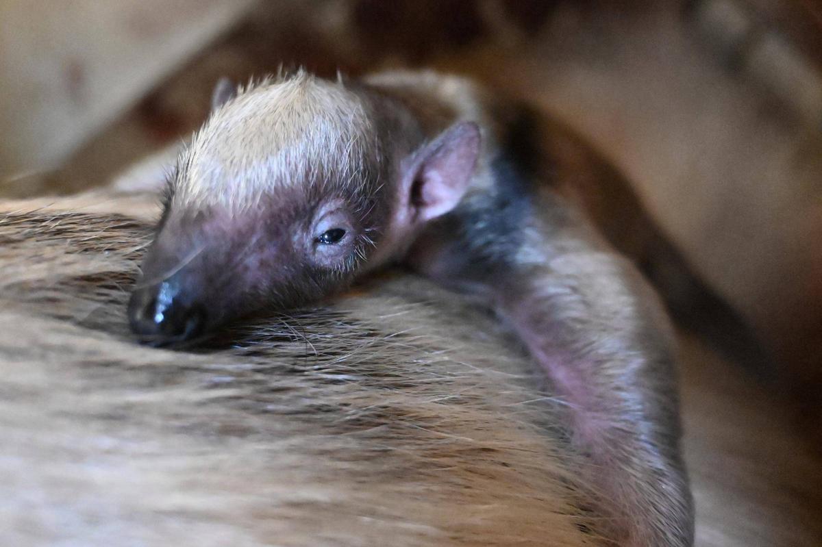 2月15日に #ミナミコアリクイ の赤ちゃんが誕生しました！ 母子ともに