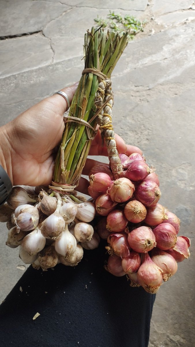 เห็นยายนั่งขายเลยเข้าไปถาม
"ขายจังได๋จ้ะ"
"หอม 10฿ กระเทียม 20B มันบ่งามเด้อลูก
ยายปลูกอยู่เฮือนบ่ได้ฮับเขามา กระเทียมกะ
ยังสดอยู่ เหลือซำนี่ล่ะ"
ตะมุตะมิน่ารัก🩷