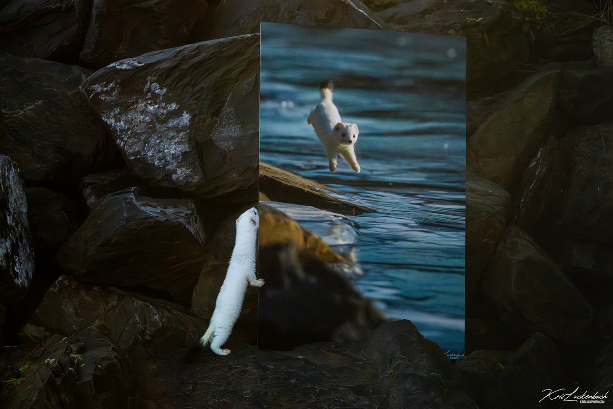 Your 2026 Winter Olympic Mascot photographed by me