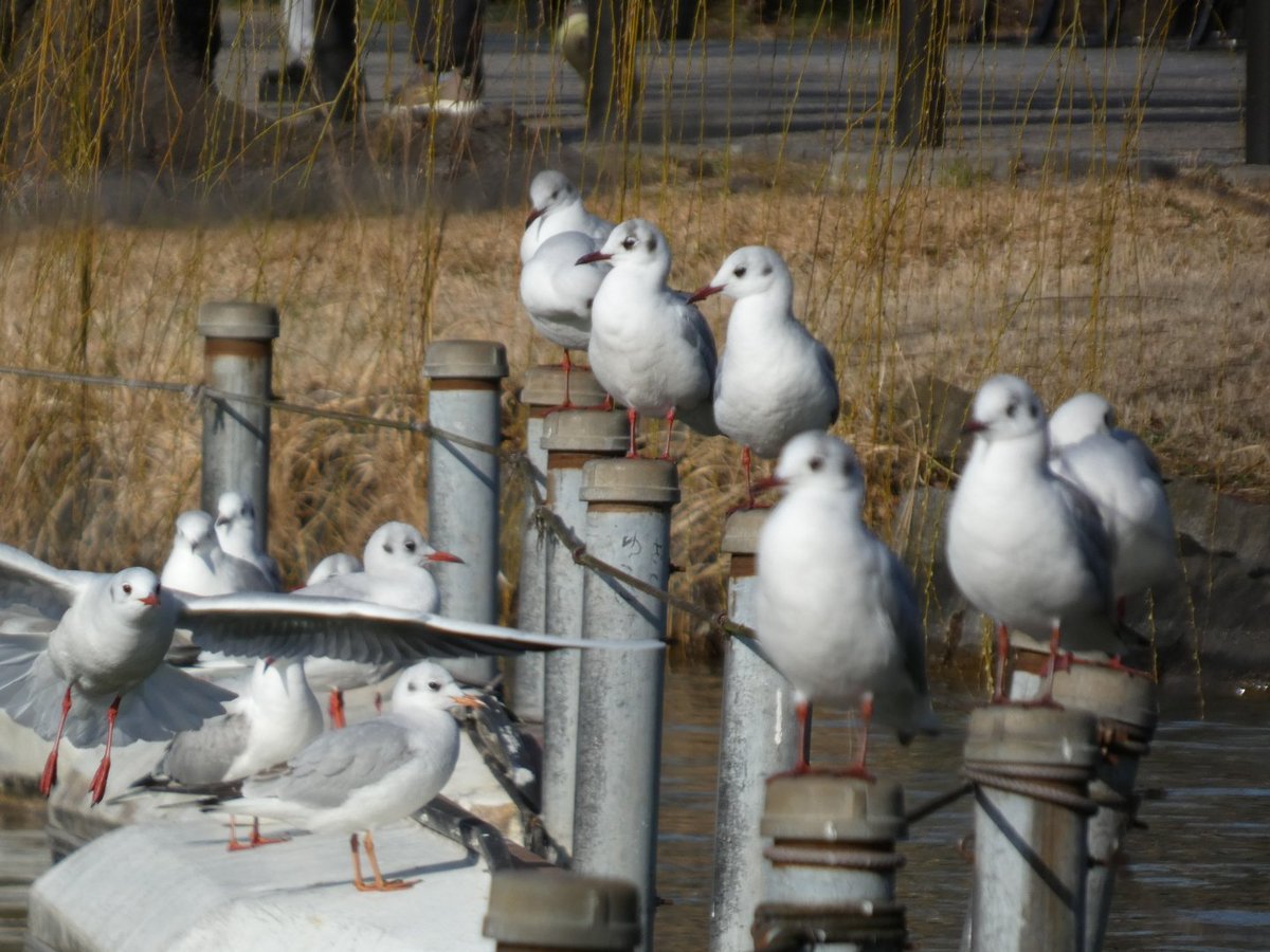 この写真の中の鳥を 全てクリックしてください🕊