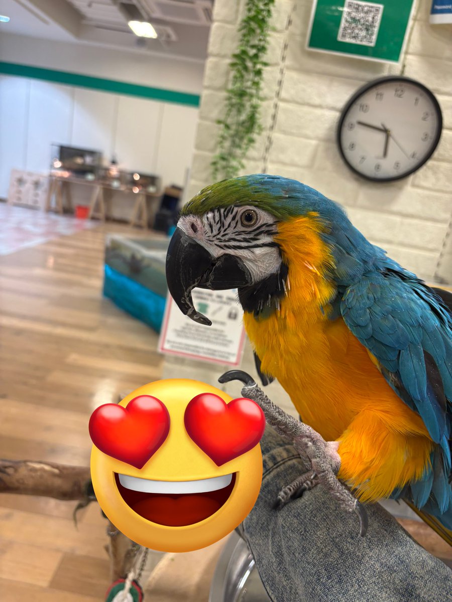 にゃも氏(にもち✿)🐿 tweet media