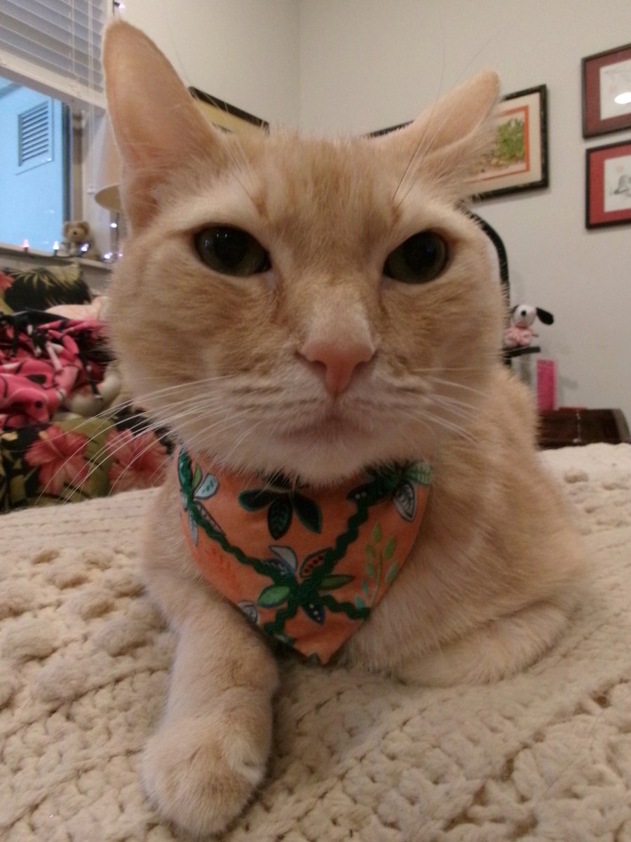 Travis Ford tweet media