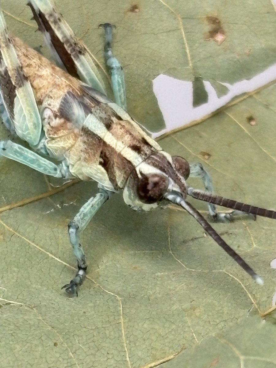 ウチで唯一累代してるバッタ