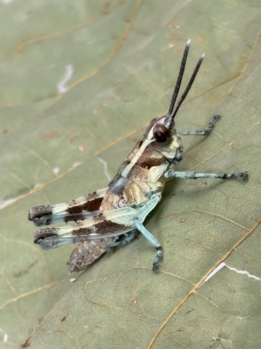 ウチで唯一累代してるバッタ