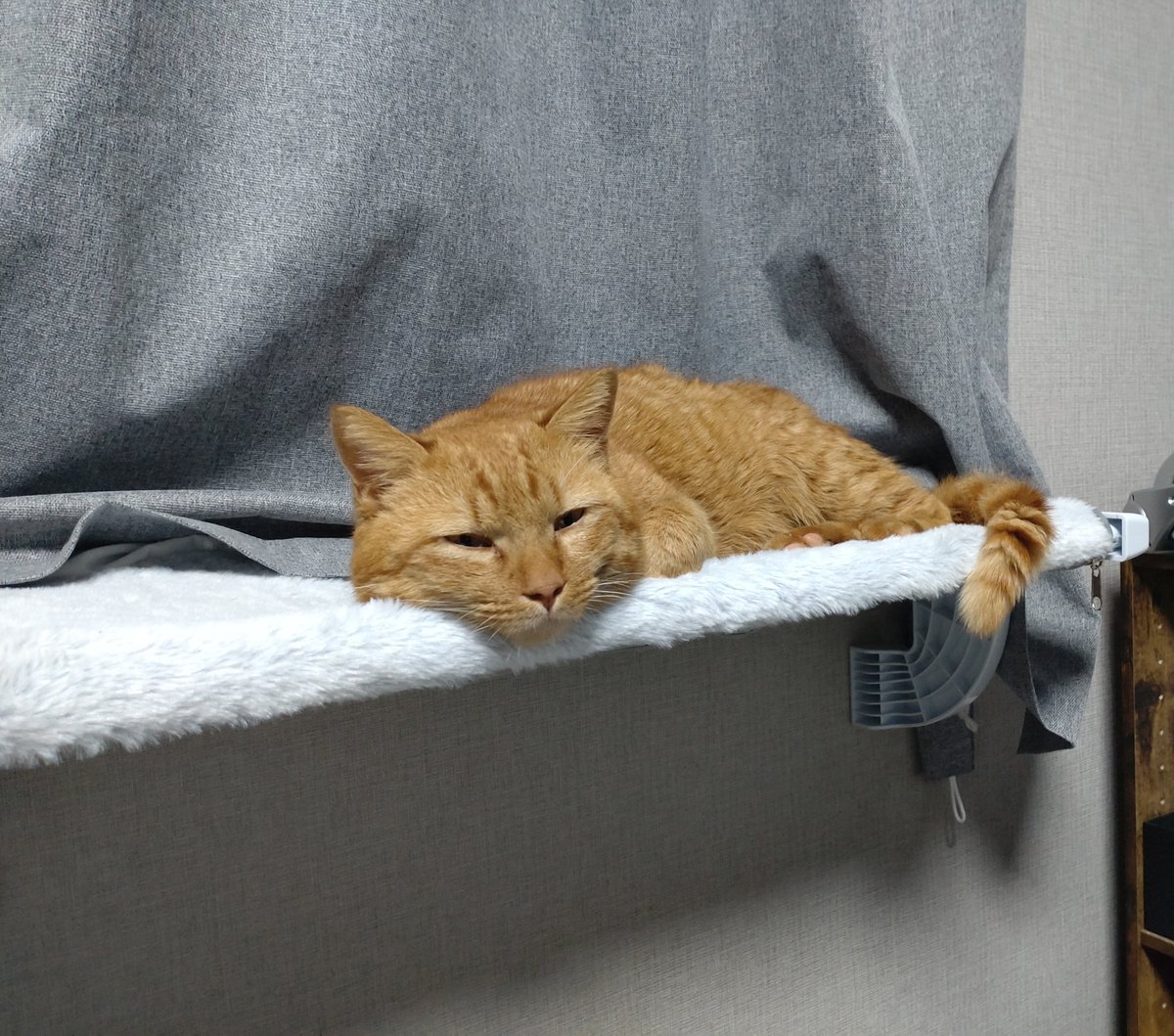 アゴ乗せが一番かわいい