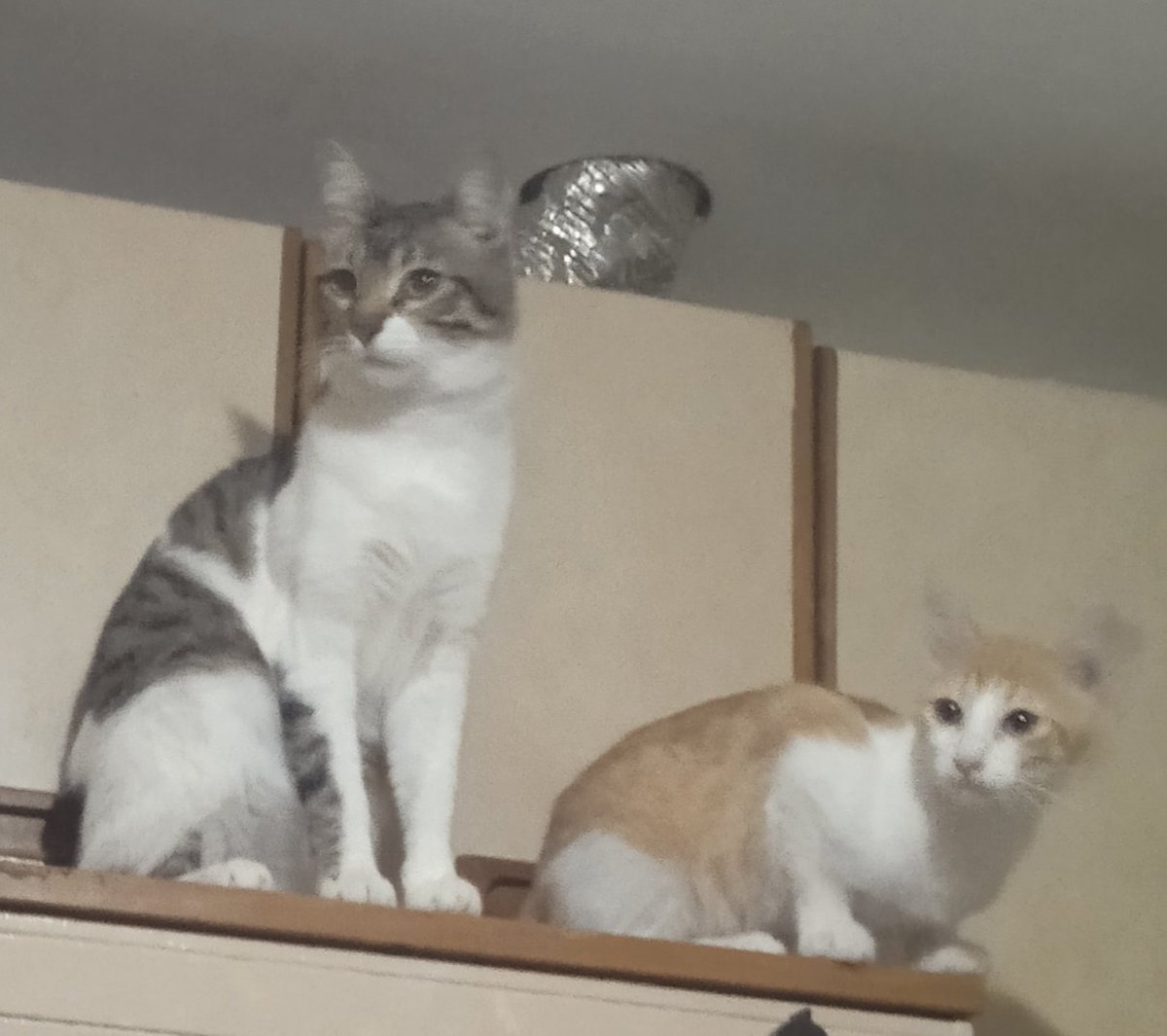 plutoni239's tweet photo. Senyor Déu meu, donem forces 🙏
Bon dia amigues i amics, amunt ☕😽💖🍀🌸🐾 https://t.co/azd53LPRFx