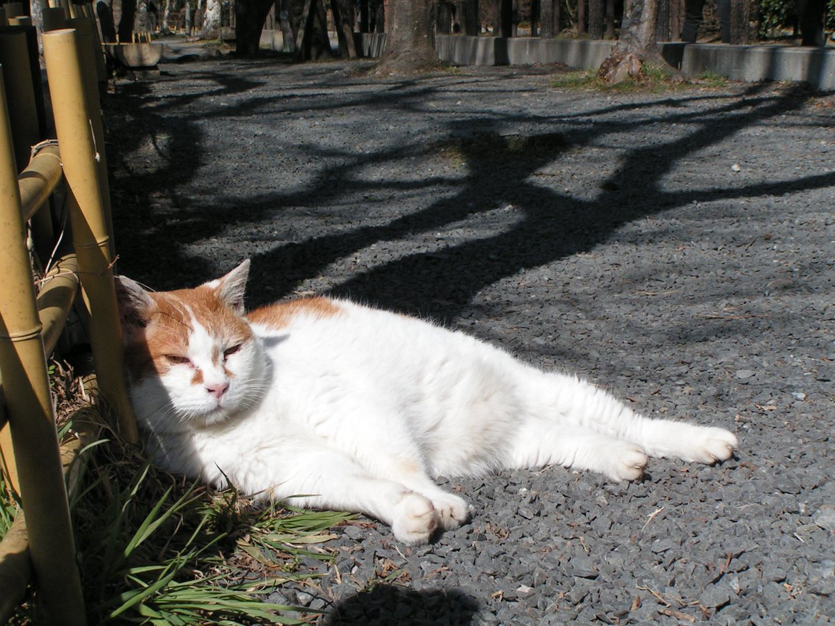 Lumix_Catcamera's tweet photo. 2026.2.22 暖かい猫の日をまったり過ごすハッちゃんとホクロさん😼　
カメラ:オールドデジカメMINOLTA Dimage Z1
#猫のいる暮らし #猫 #MINOLTA #ミノルタ
#京都 https://t.co/wFFF1pId2s