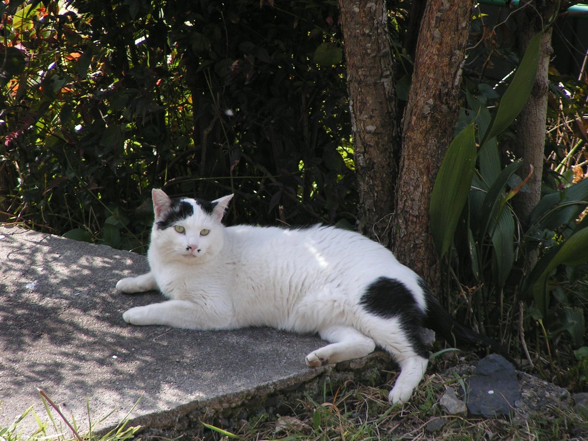 Lumix_Catcamera's tweet photo. 2026.2.22 暖かい猫の日をまったり過ごすハッちゃんとホクロさん😼　
カメラ:オールドデジカメMINOLTA Dimage Z1
#猫のいる暮らし #猫 #MINOLTA #ミノルタ
#京都 https://t.co/wFFF1pId2s