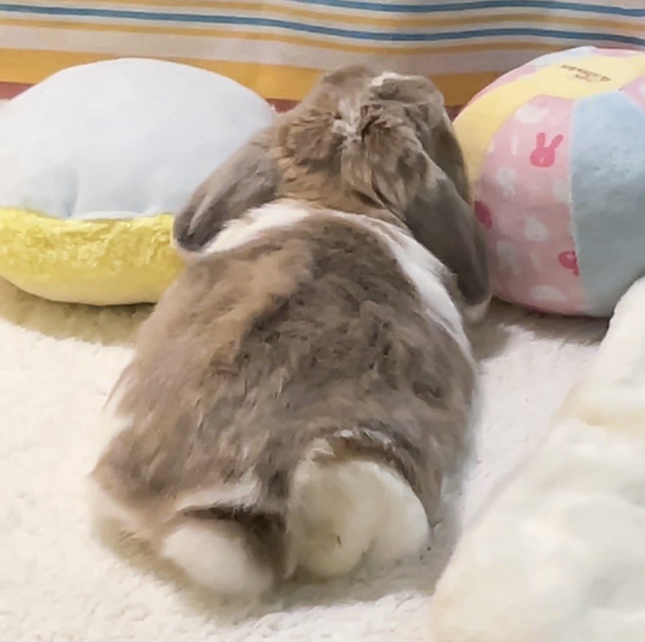 Post by うさぎのココ on X: うさけつ