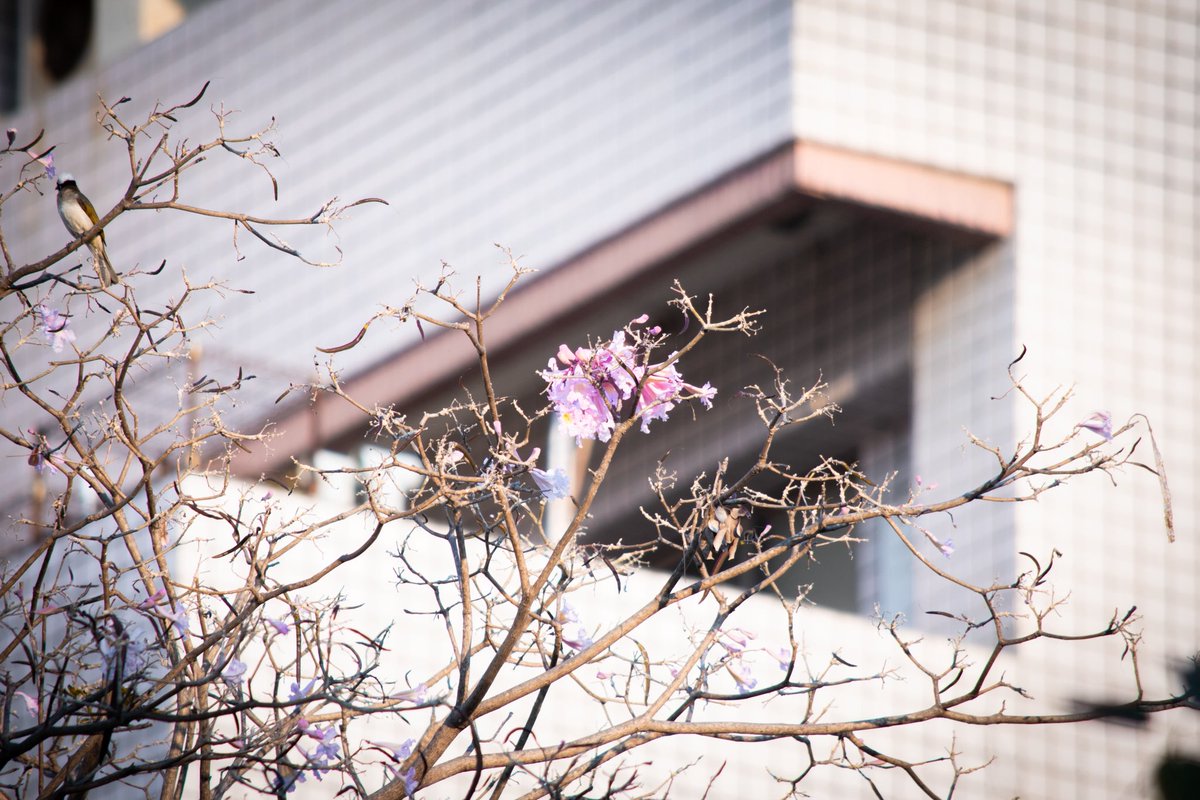 花花❁ tweet media