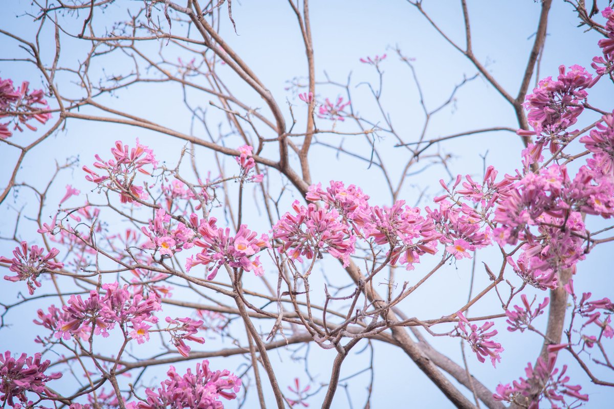 花花❁ tweet media