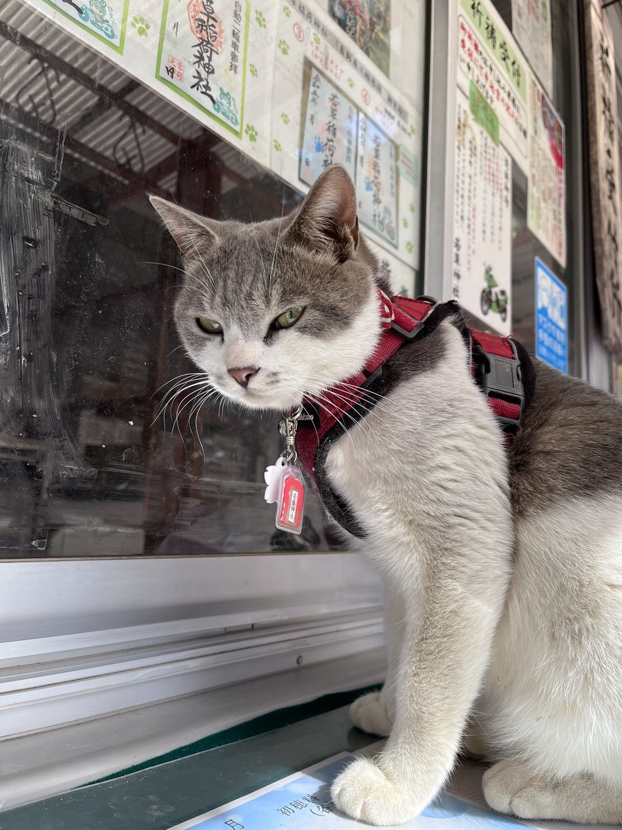 yk12000's tweet photo. 今年初めましての若草稲荷神社⛩️こみねちゃんがお出迎え😸

温かいコーヒー、ごちそうさまでした☕️

その後、気仙沼に移動してcafe&amp;petgoods Rinoにて特別出店しているキッチンカーでカレー🍛　うましっ！！

#若草稲荷神社
#バイク神社
#cafe&amp;goodsRino https://t.co/Q1oNliZo8Y