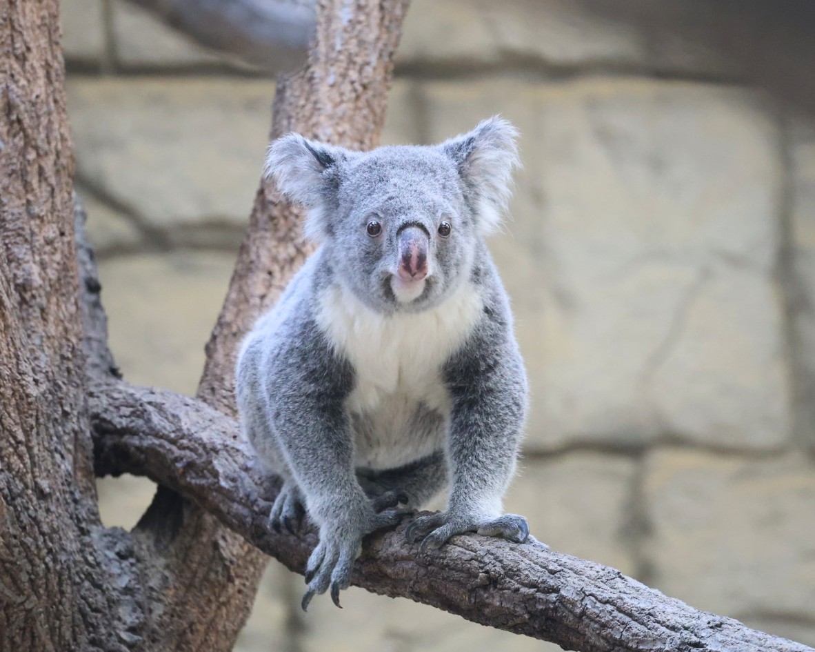 お座りホリーさん🐨🐾 ＃東山動植物園 ＃コアラ