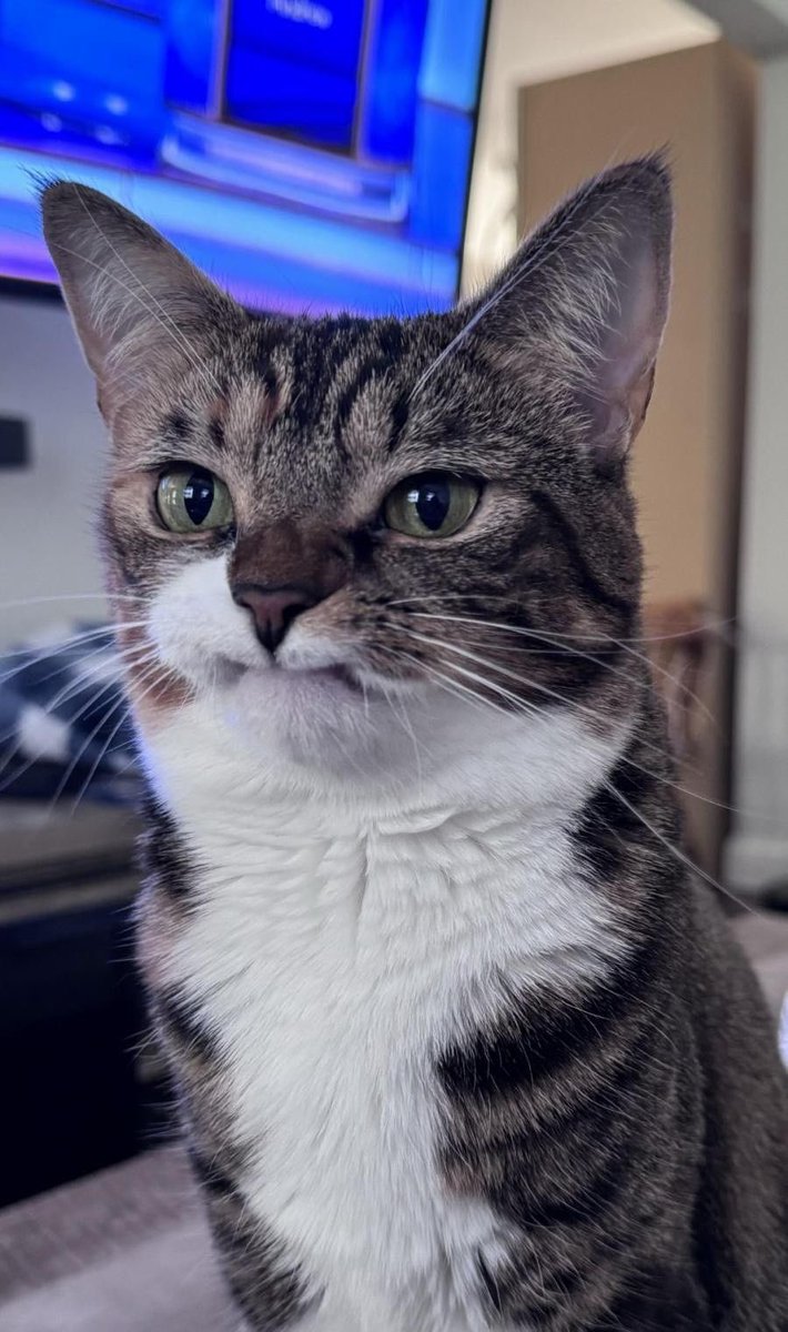 💖 (@twaniimals) on Twitter photo 