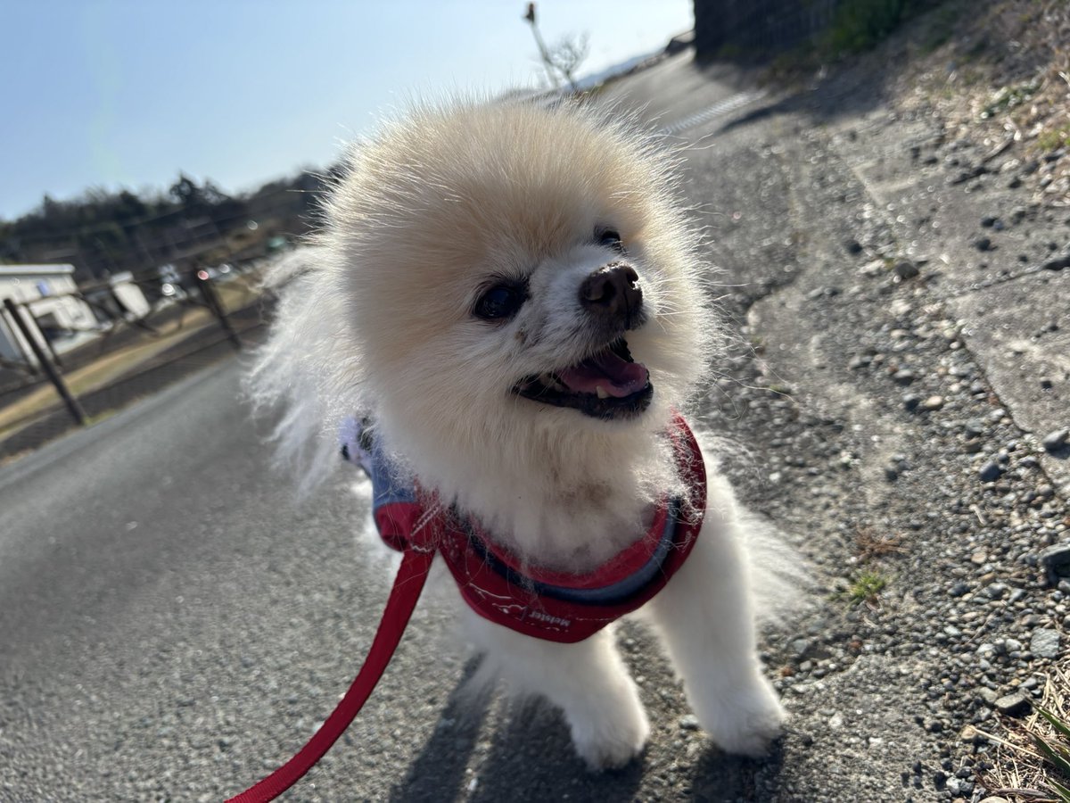 leon__mama's tweet photo. 🌸早咲きの桜も見頃の🐾お散歩
🐶れおん地方は20度を超える気温で  久しぶりにハァハァ💨 https://t.co/cfxCcE4lGO