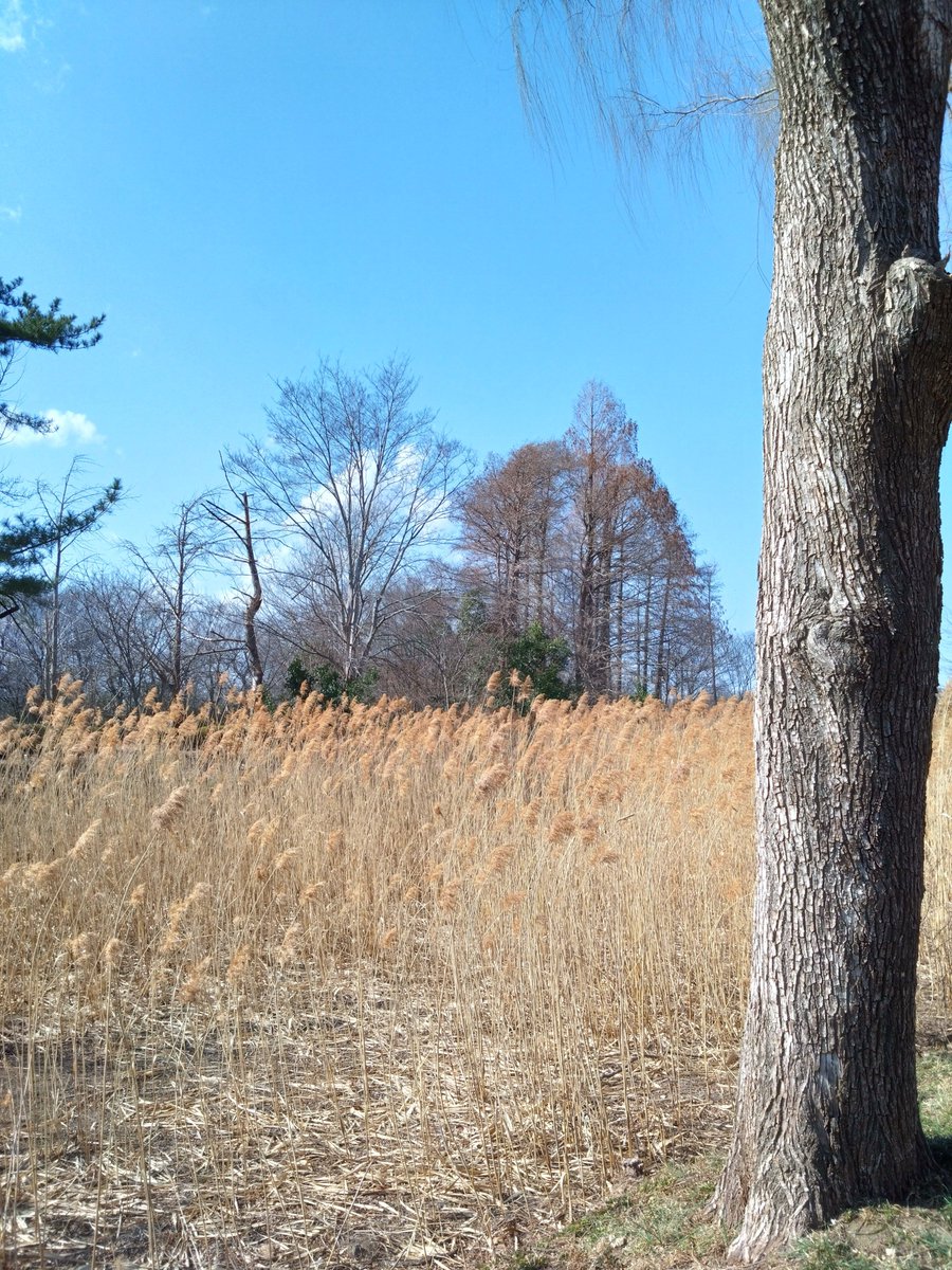 yoidore023's tweet image. 軽く昼ご飯を食べに行こうとしただけなのに、あまりにもバイク日和だったのでそのまま軽くツーリング。